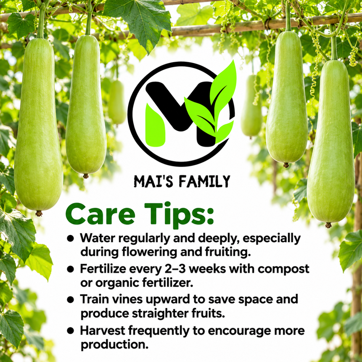 Long Bottle Gourd F1 Seeds – Non-GMO Calabash Opo Squash