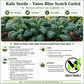 Vates Blue Scotch Curled Kale Seeds – Heirloom, Non-GMO