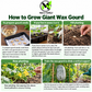 Giant Wax Gourd Seeds – Heirloom Non-GMO Winter Melon