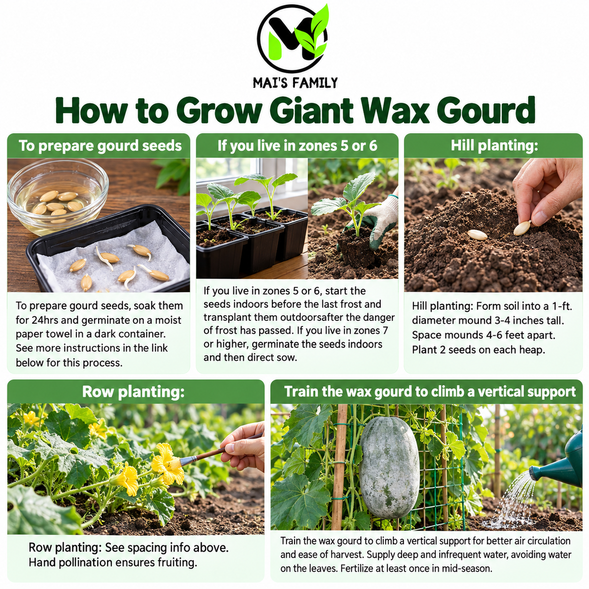 Giant Wax Gourd Seeds – Heirloom Non-GMO Winter Melon