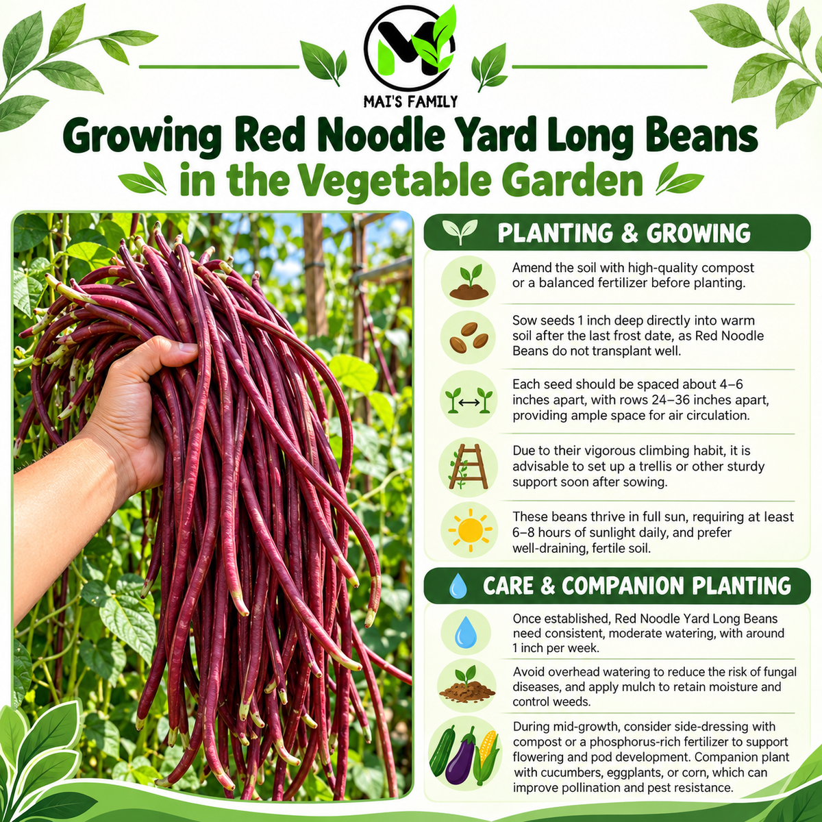Red Noodle Yard Long Bean Seeds – Heirloom Non-GMO Pole Bean