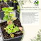 Common Italian Oregano Seeds – Heirloom Non-GMO Perennial Herb