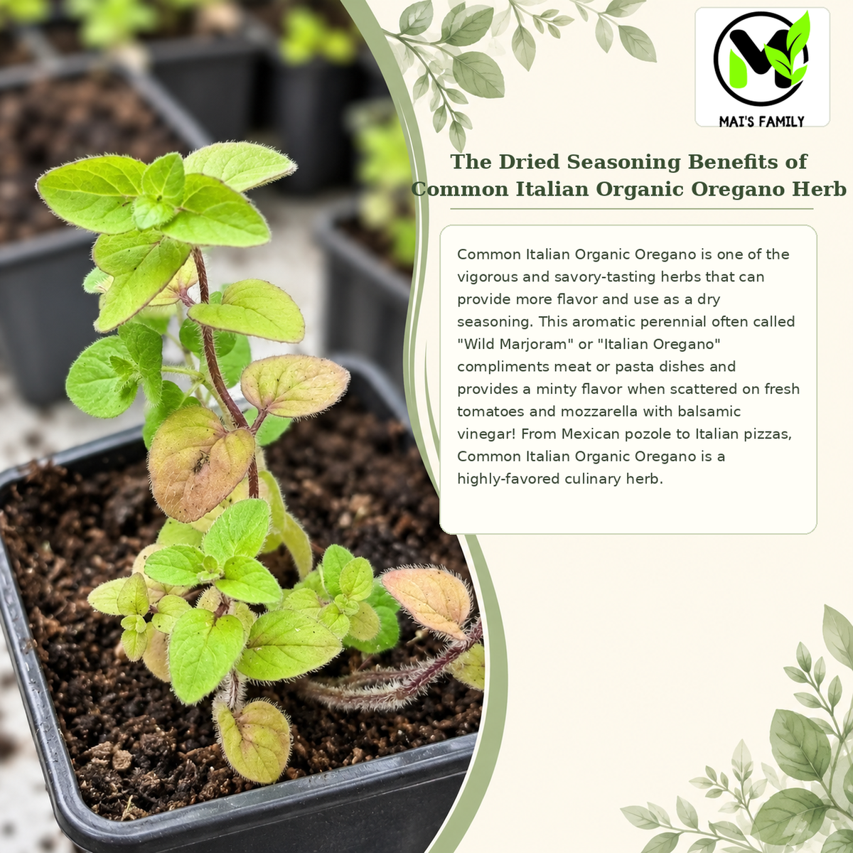 Common Italian Oregano Seeds – Heirloom Non-GMO Perennial Herb