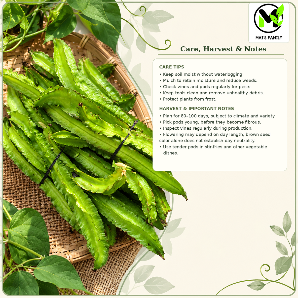 Winged Bean - Brown Seeds | Heirloom Non-GMO Asian Pole Bean