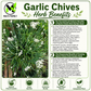 Garlic Chives Seeds – Heirloom Non-GMO Perennial Herb