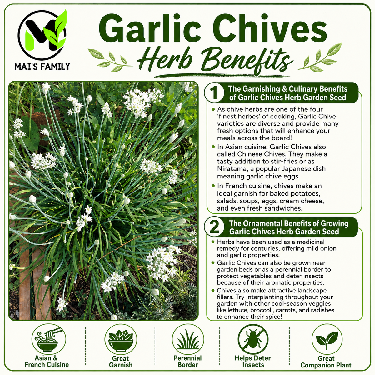 Garlic Chives Seeds – Heirloom Non-GMO Perennial Herb