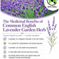 Common English Lavender Seeds – Vera | Heirloom, Non-GMO