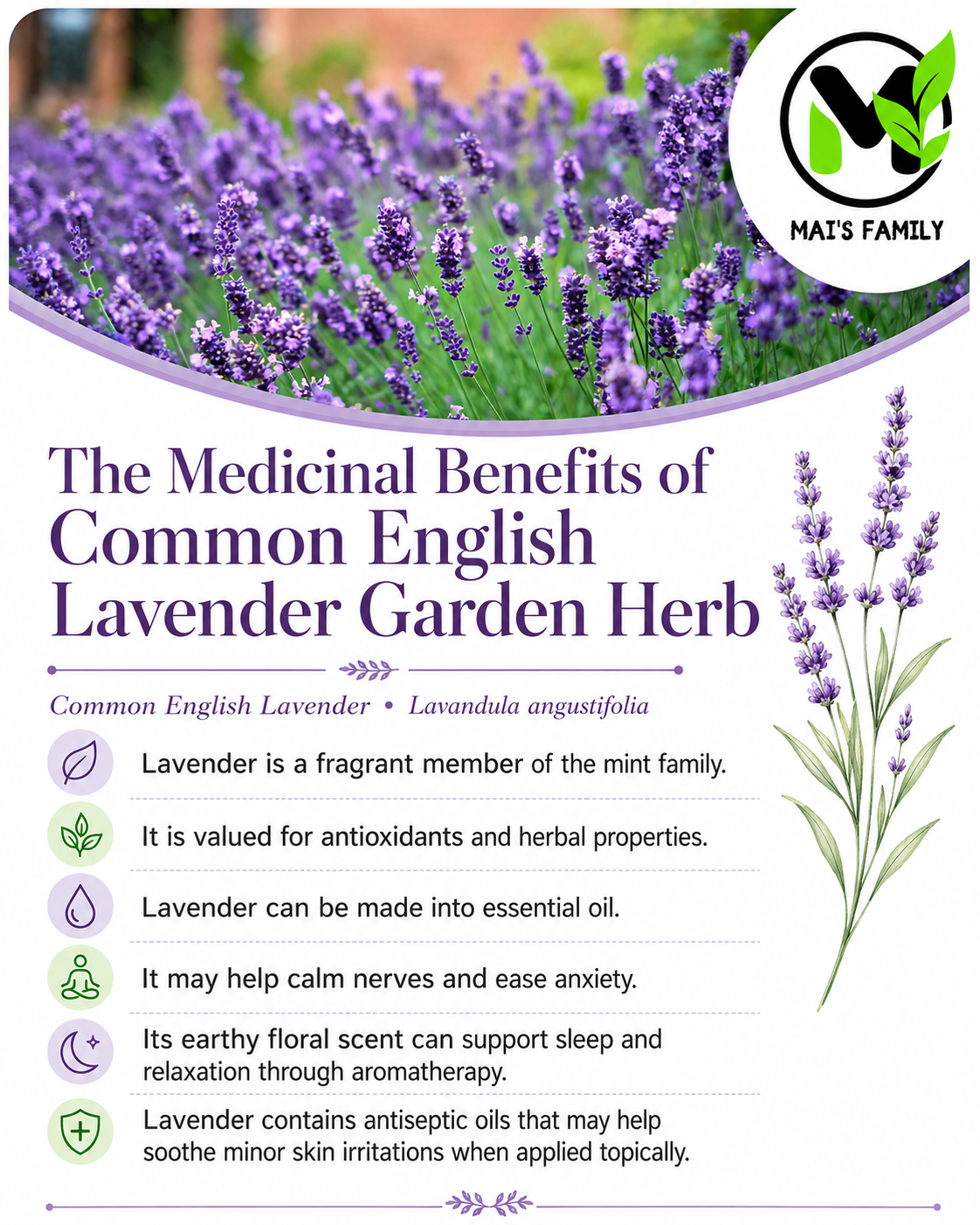 Common English Lavender Seeds – Vera | Heirloom, Non-GMO