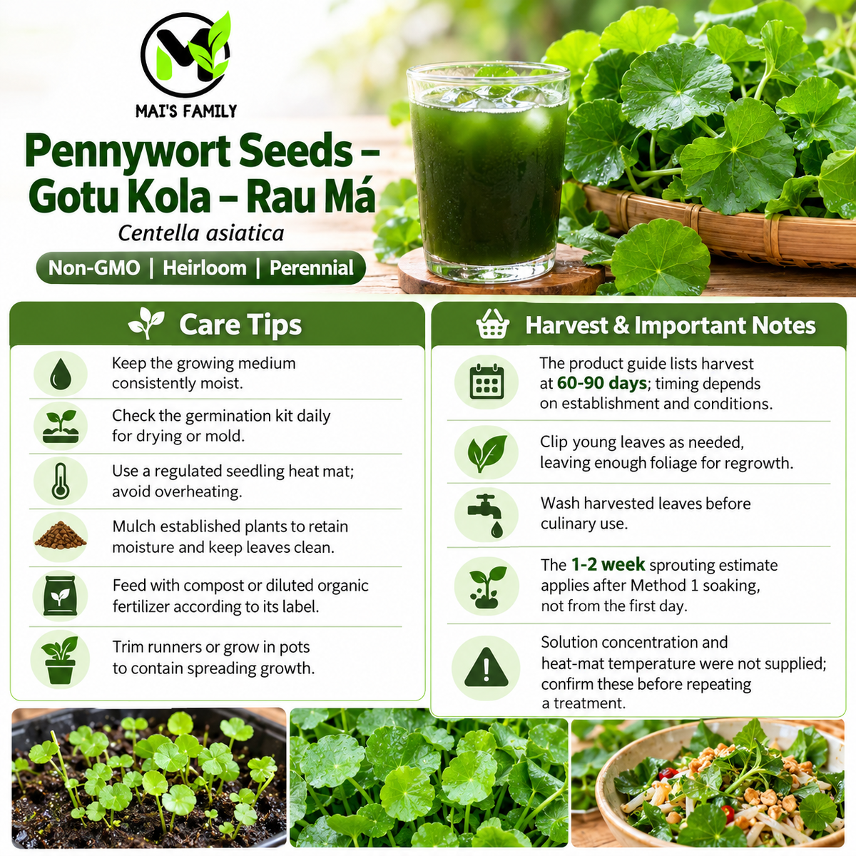 Pennywort Seeds Big Leaf - Gotu Kola Rau Má Lá Bự | Heirloom Non-GMO Perennial Herb