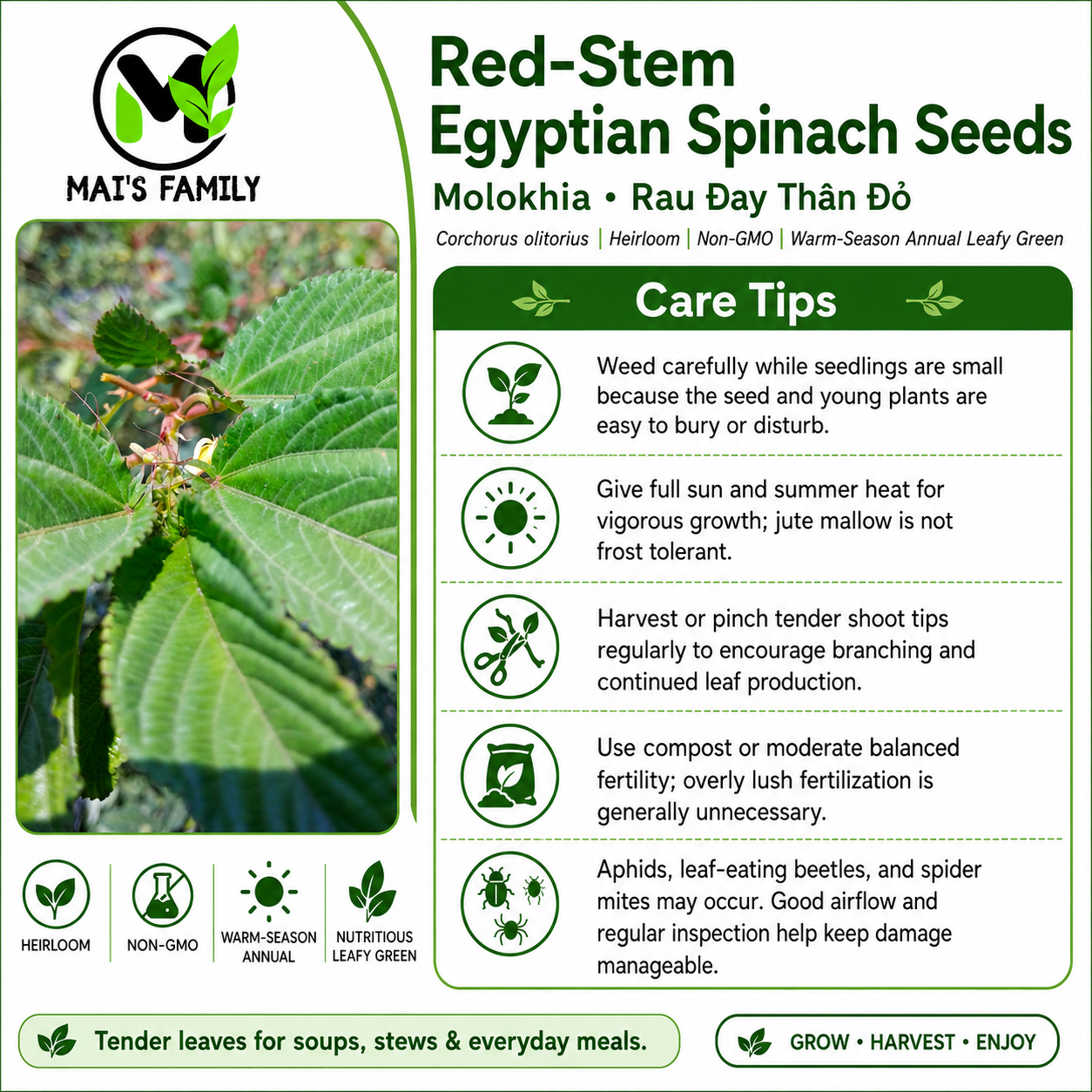 Red-Stem Molokhia Seeds – Egyptian Spinach – Rau Đay Thân Đỏ