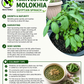Molokhia Egyptian Spinach Seeds – Rau Đay Xanh | Corchorus olitorius | Heirloom Non-GMO
