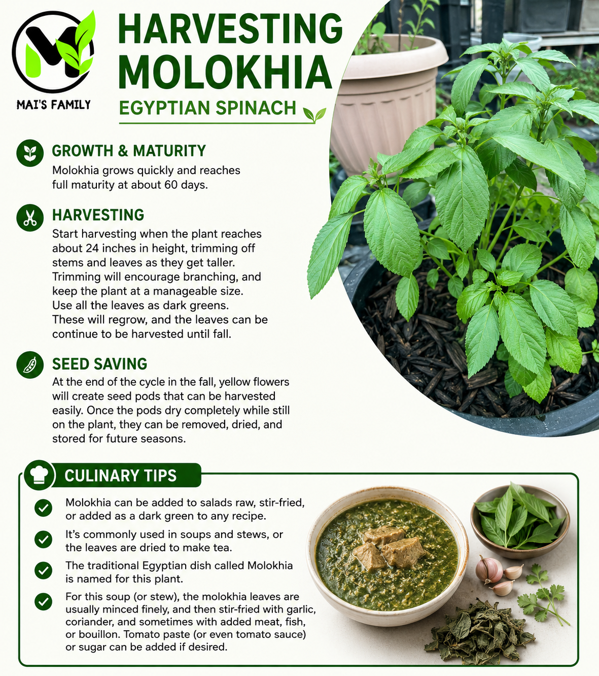 Molokhia Egyptian Spinach Seeds – Rau Đay Xanh | Corchorus olitorius | Heirloom Non-GMO