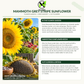 Mammoth Grey Stripe Sunflower Seeds – Giant Yellow Annual