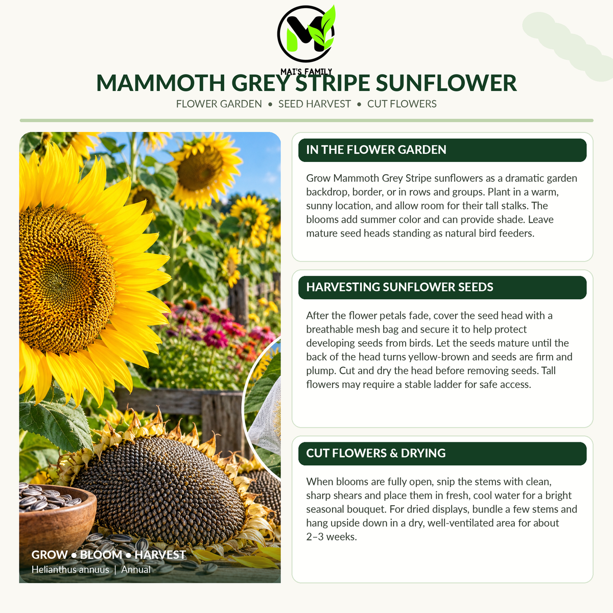 Mammoth Grey Stripe Sunflower Seeds – Giant Yellow Annual