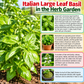 Italian Large Leaf Basil Seeds – Heirloom Non-GMO
