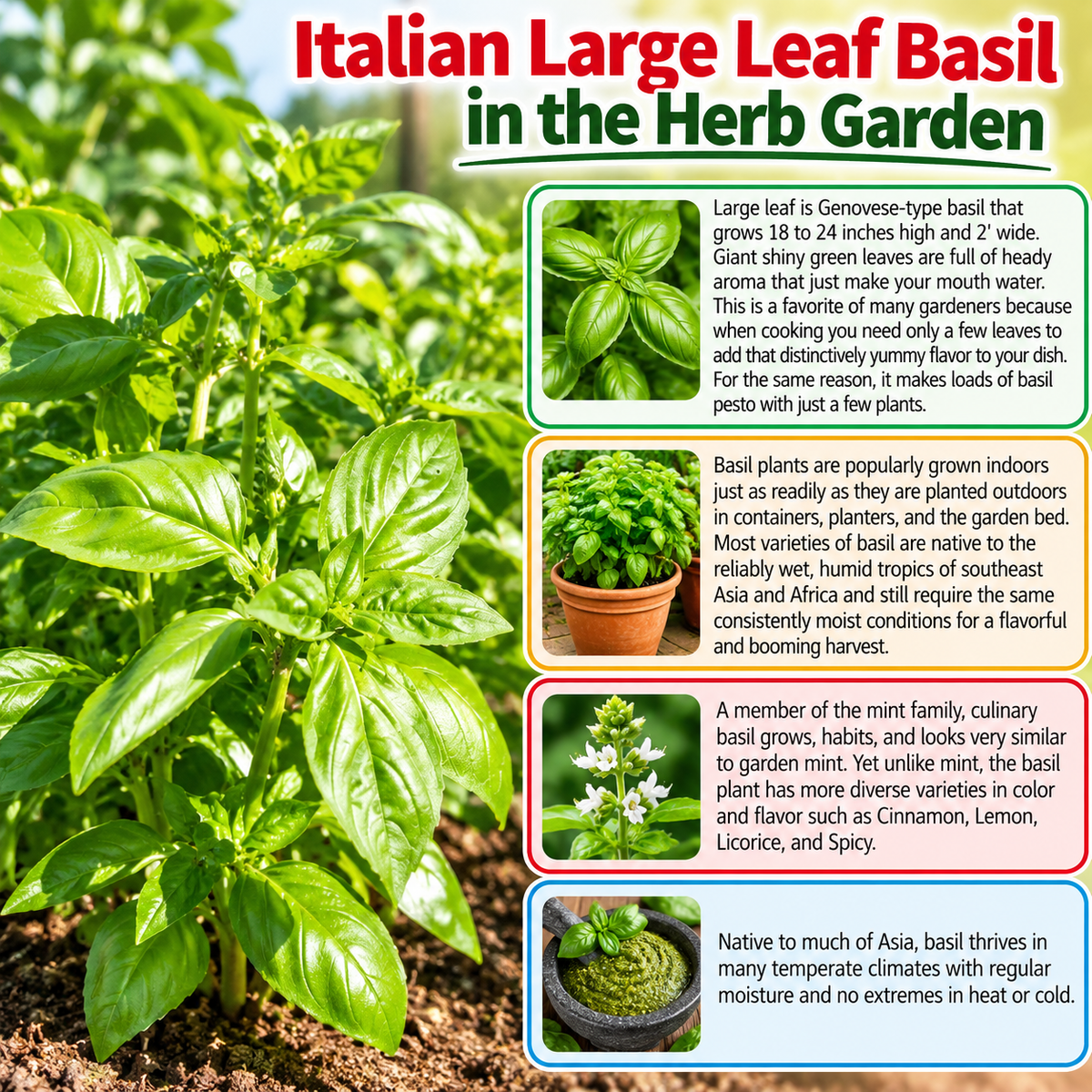 Italian Large Leaf Basil Seeds – Heirloom Non-GMO