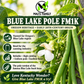 Blue Lake Pole FM1K Bean Seeds – Heirloom Non-GMO Pole Snap Beans