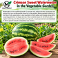 Crimson Sweet Watermelon Seeds – Heirloom Non-GMO AAS Winner