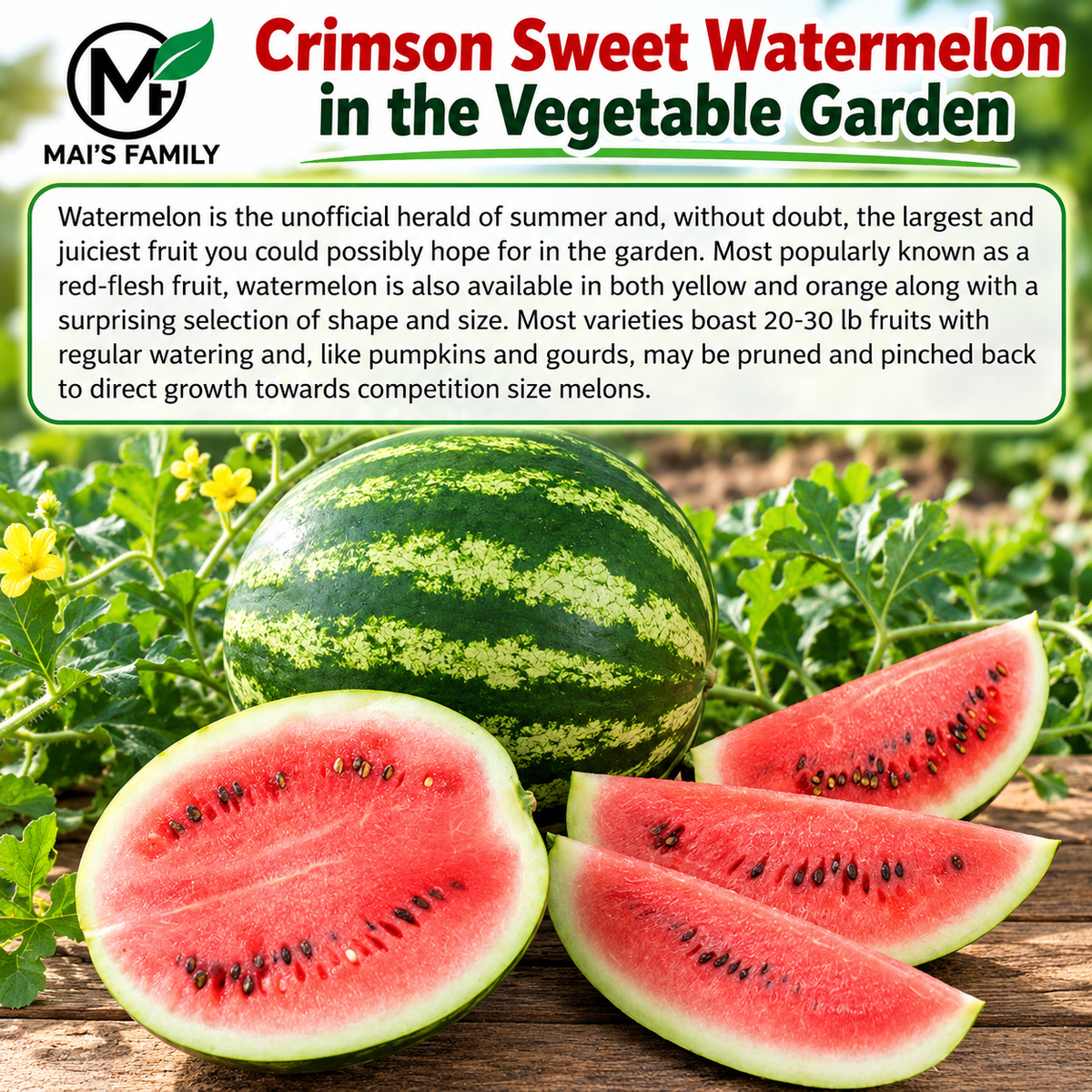 Crimson Sweet Watermelon Seeds – Heirloom Non-GMO AAS Winner