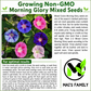 Morning Glory Seeds – Mixed Colors, Non-GMO