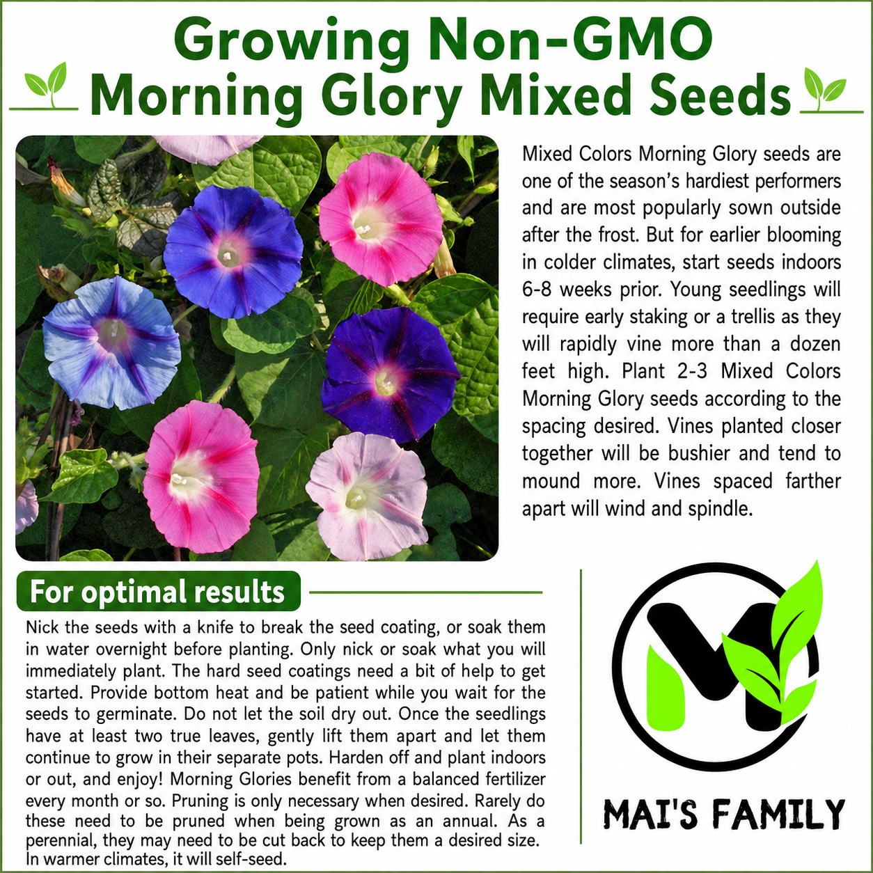 Morning Glory Seeds – Mixed Colors, Non-GMO