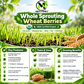 Organic Triticale Grass Seeds – Non-GMO Annual Cereal Grass