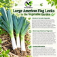 Large American Flag Leek Seeds – Heirloom Non-GMO Open-Pollinated