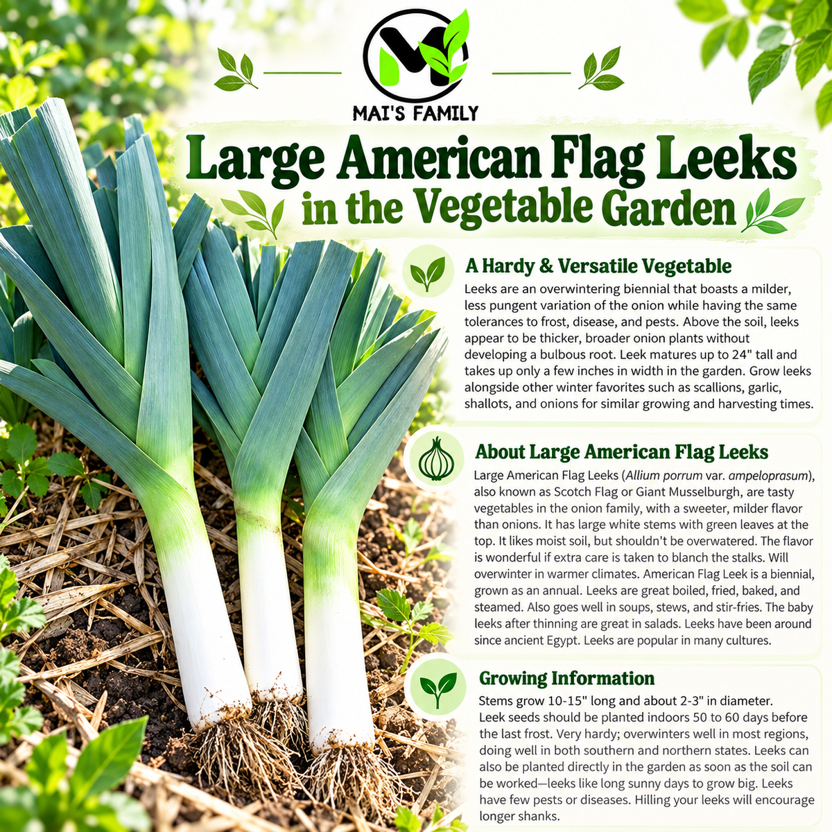 Large American Flag Leek Seeds – Heirloom Non-GMO Open-Pollinated