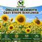 Mammoth Grey Stripe Sunflower Seeds – Giant Yellow Annual