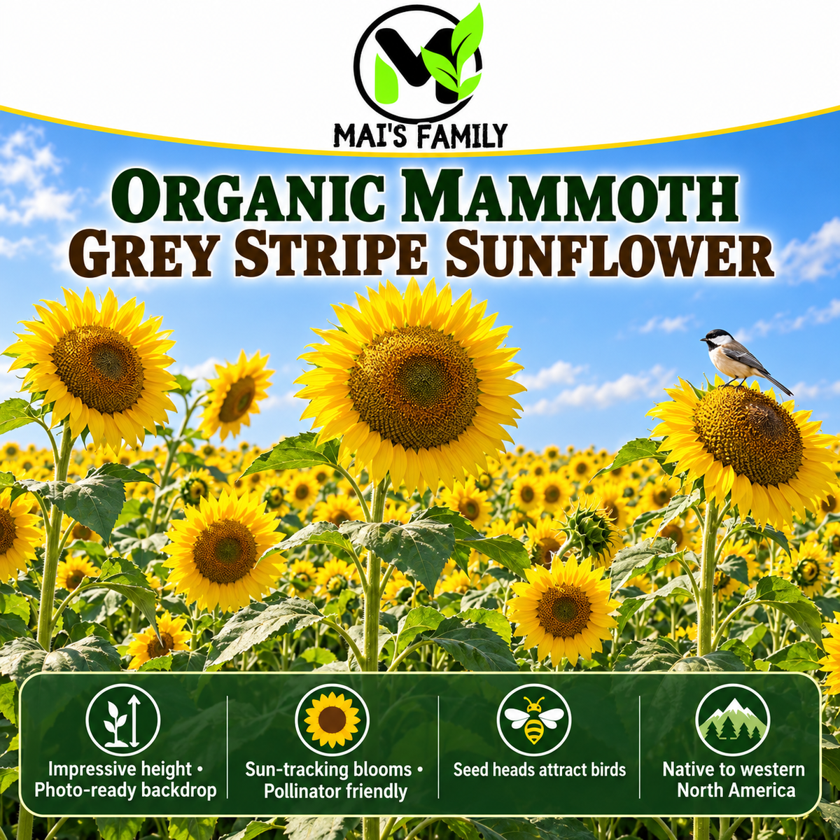 Mammoth Grey Stripe Sunflower Seeds – Giant Yellow Annual
