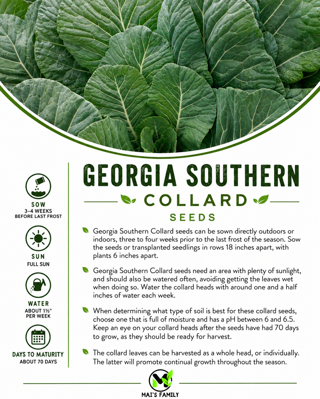 Georgia Southern Collard Green Seeds – Heirloom Non-GMO