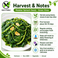 Green Malabar Spinach Seeds – Mồng Tơi Xanh | Heirloom, Non-GMO