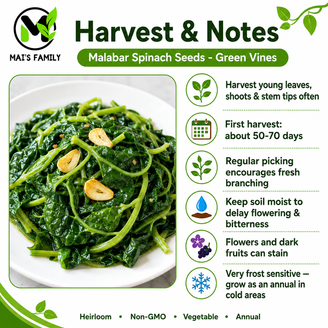 Green Malabar Spinach Seeds – Mồng Tơi Xanh | Heirloom, Non-GMO
