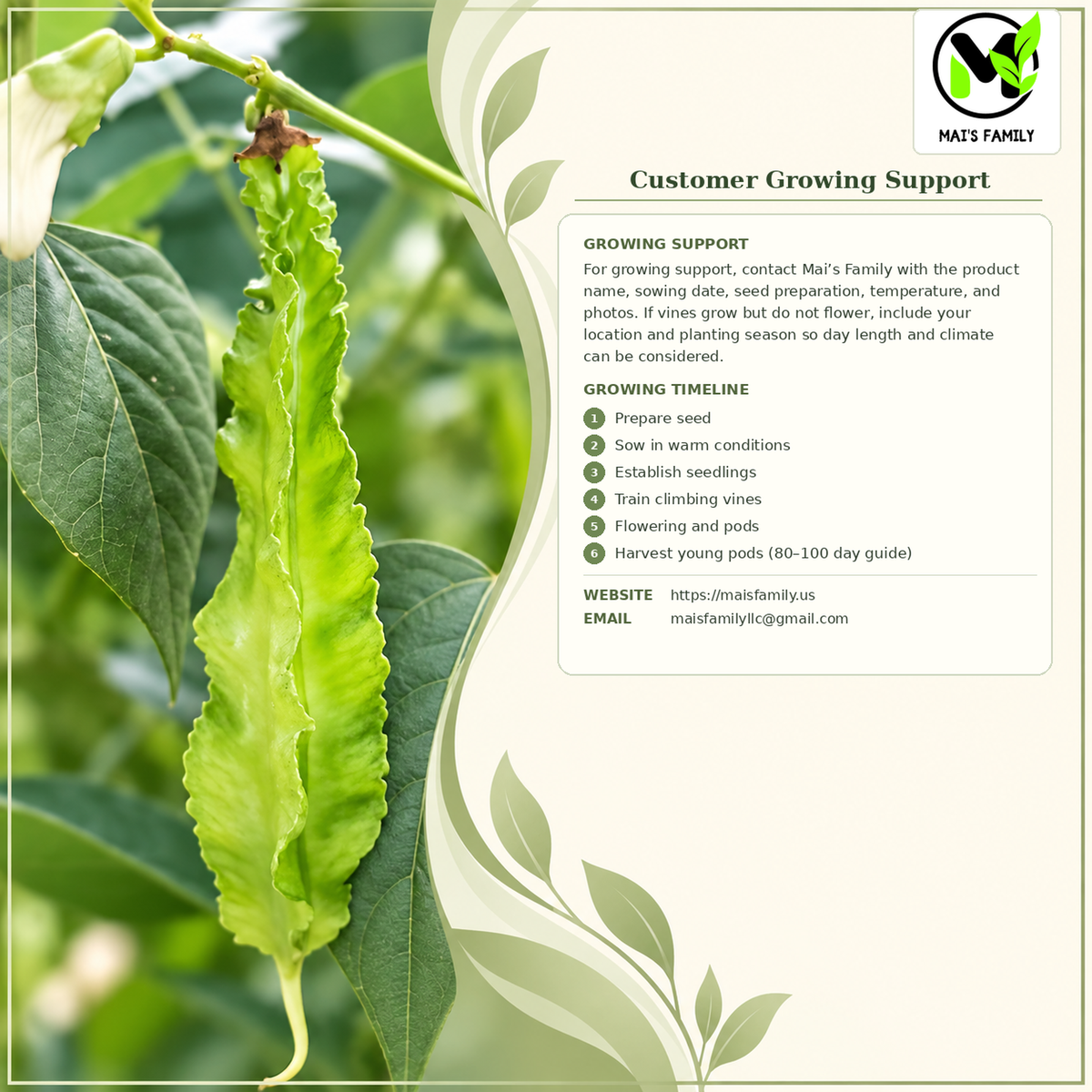 Winged Bean - Brown Seeds | Heirloom Non-GMO Asian Pole Bean