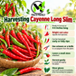 Cayenne Long Slim Pepper Seeds – Heirloom Non-GMO Hot Pepper