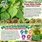 Green Shiso Perilla Seeds – Heirloom Non-GMO Culinary Herb