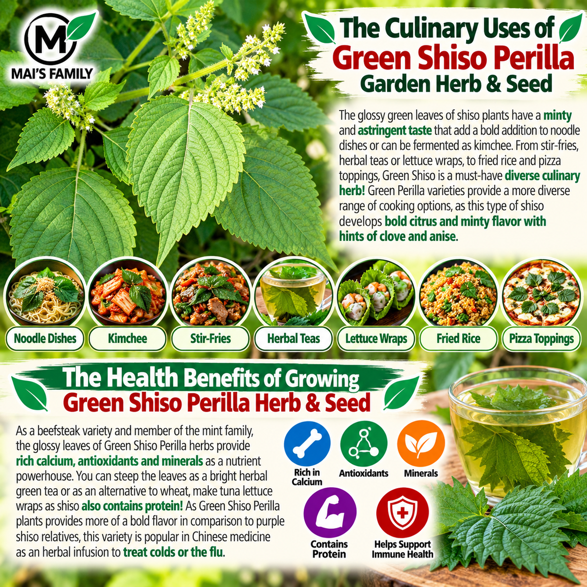 Green Shiso Perilla Seeds – Heirloom Non-GMO Culinary Herb