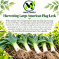 Large American Flag Leek Seeds – Heirloom Non-GMO Open-Pollinated