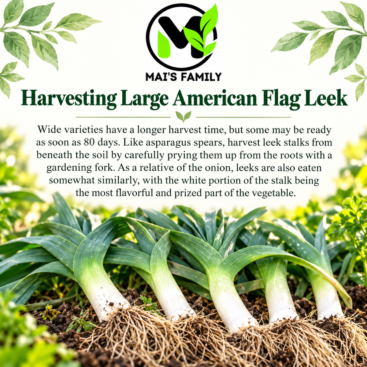 Large American Flag Leek Seeds – Heirloom Non-GMO Open-Pollinated
