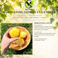 Lemon Cucumber Seeds – Heirloom Non-GMO Round Yellow Cucumber