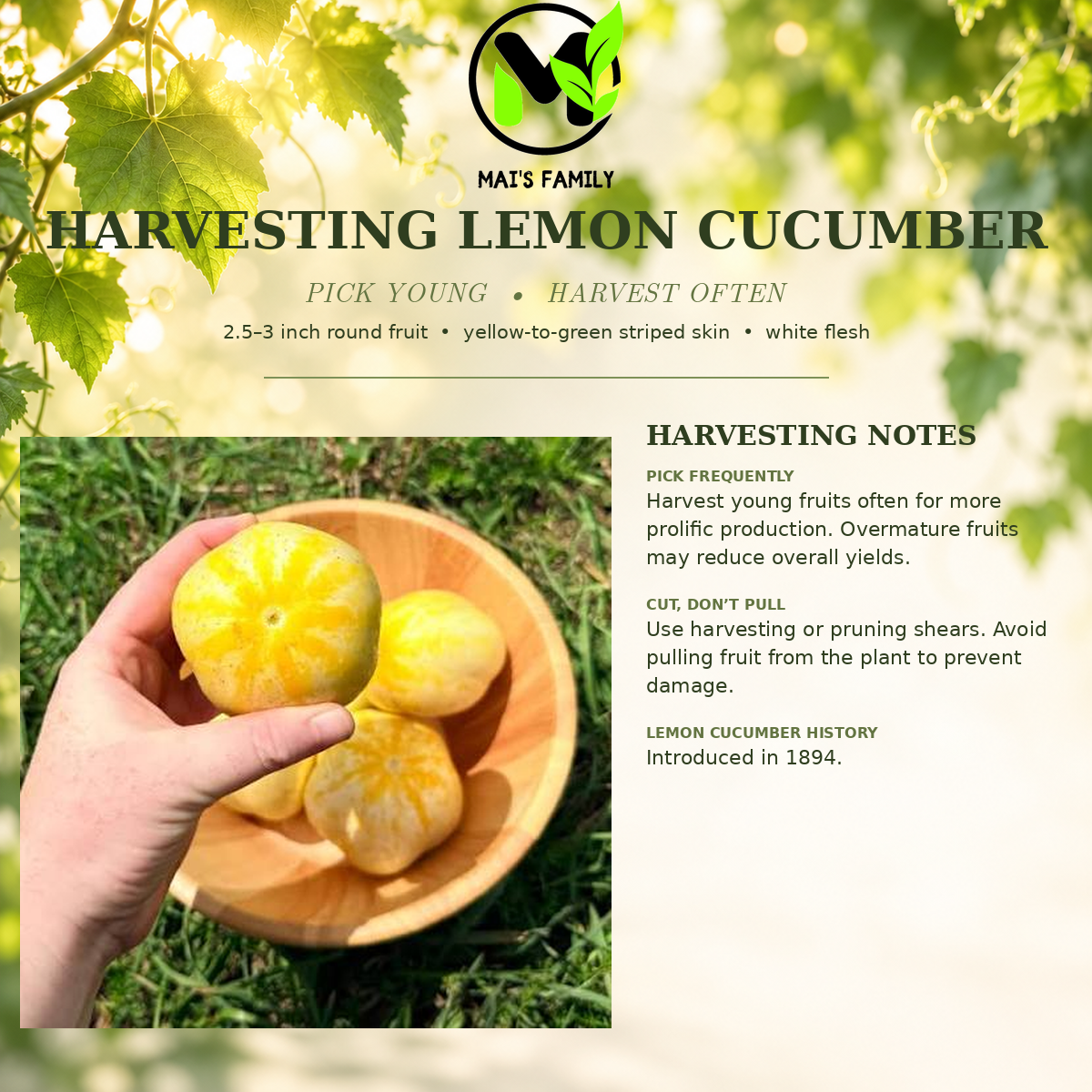 Lemon Cucumber Seeds – Heirloom Non-GMO Round Yellow Cucumber