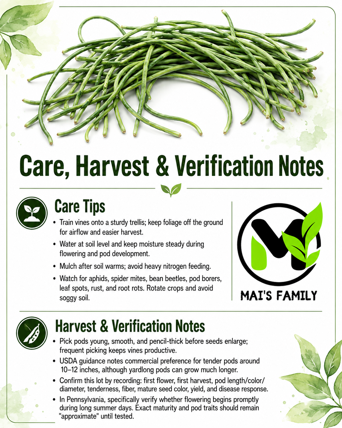 Vietnamese Black-Seeded Yard Long Bean Seeds – Đậu Đũa Hạt Đen