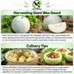 Giant Wax Gourd Seeds – Heirloom Non-GMO Winter Melon