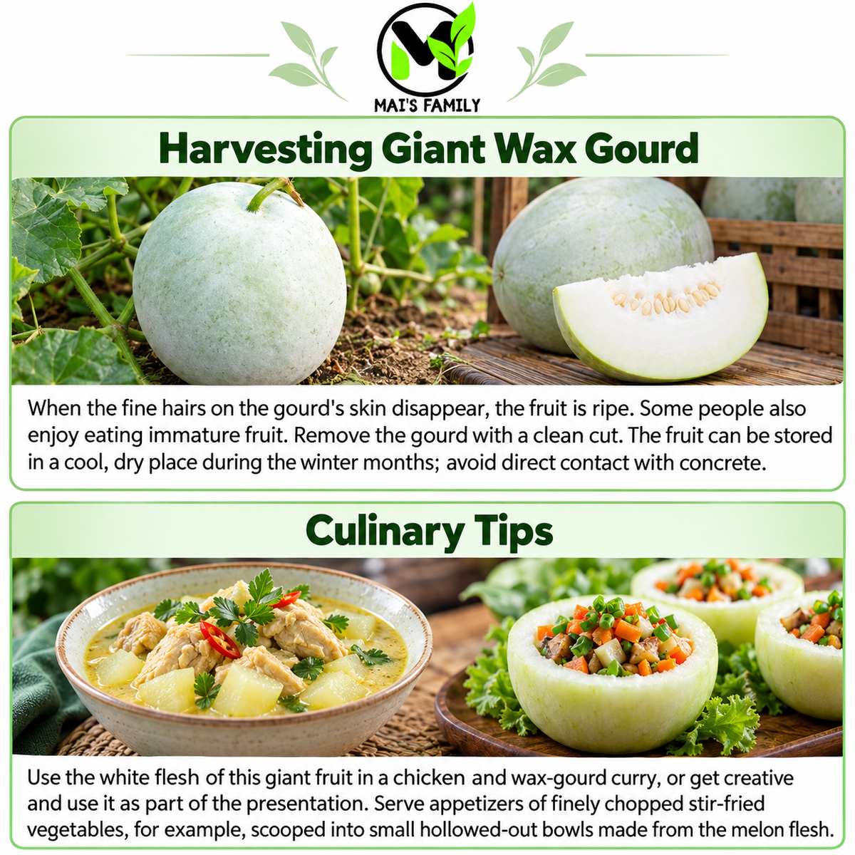 Giant Wax Gourd Seeds – Heirloom Non-GMO Winter Melon