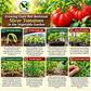 Giant Red Beefsteak Tomato Seeds – Non-GMO Open-Pollinated