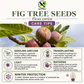 Ficus carica Seeds – Common Fig Deciduous Fruit Tree