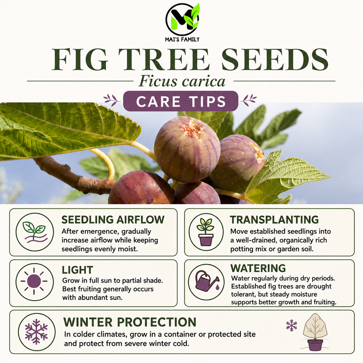 Ficus carica Seeds – Common Fig Deciduous Fruit Tree