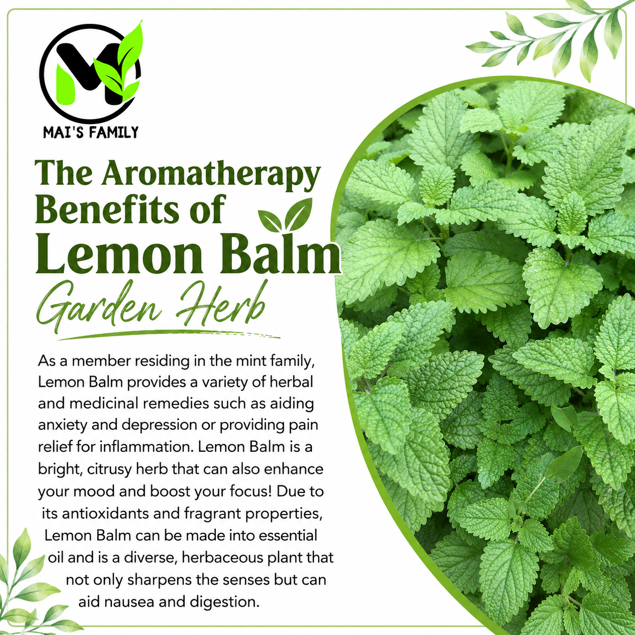 Lemon Balm Seeds – Melissa officinalis Heirloom Non-GMO Perennial Herb