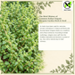 Common Italian Oregano Seeds – Heirloom Non-GMO Perennial Herb