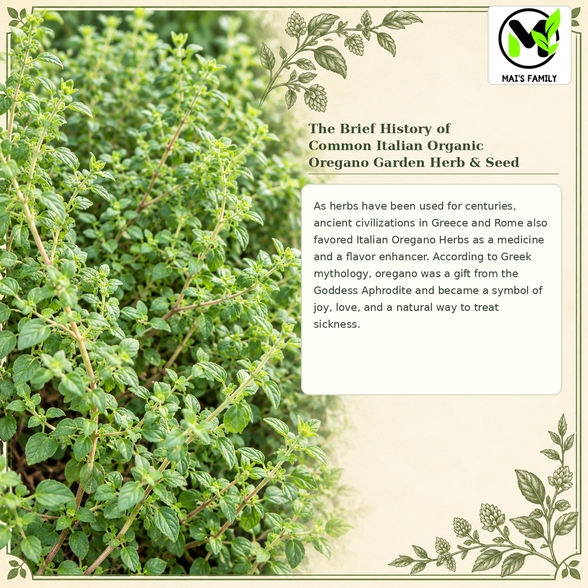 Common Italian Oregano Seeds – Heirloom Non-GMO Perennial Herb